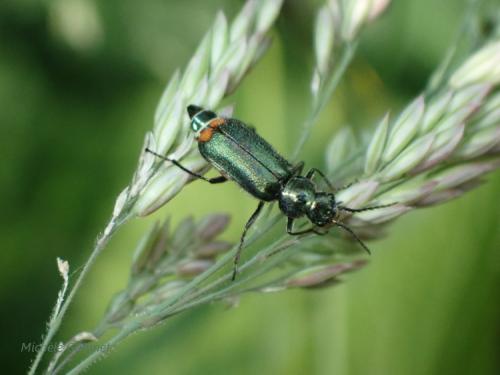 Malachius bipustulatus